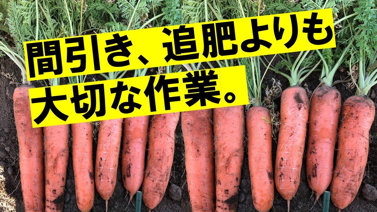 ニンジンが成長のために本当に欲しがっているもの。