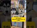 【1分で分かる柴犬に育てられたハスキー】はこうなる。 #シベリアンハスキー #柴犬 #dog #youtubeshorts #shortvideo #shortvideo #面白い #short