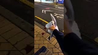 Dude Catches Seagull😭 Dude Catches Seagull😭