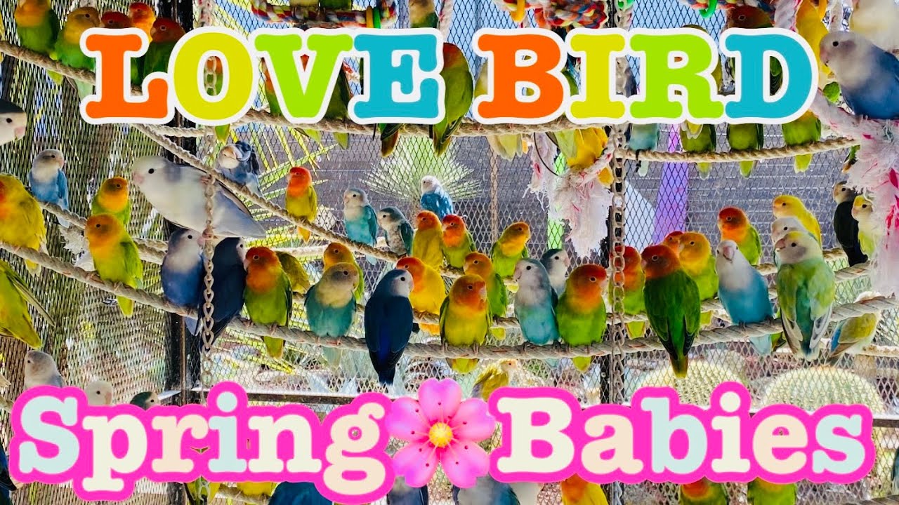 インコ】沢山のコザクラインコの雛が誕生しましたLove birds Spring