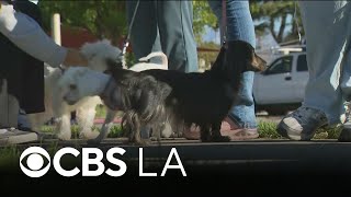 Baldwin Park hosts pet wellness clinic with free exams, vaccines and microchipping for dogs and cats