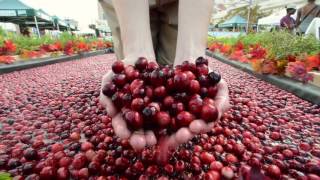 USDA Farmers Market and Ocean Spray Cooperative Cranberry Bog Harvest