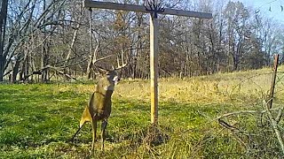 Introducing The Whitetail Group Signature Treecoy!