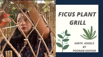 Best way to style Starlight Ficus plant | ficus plant craft | How to make a ficus Grill