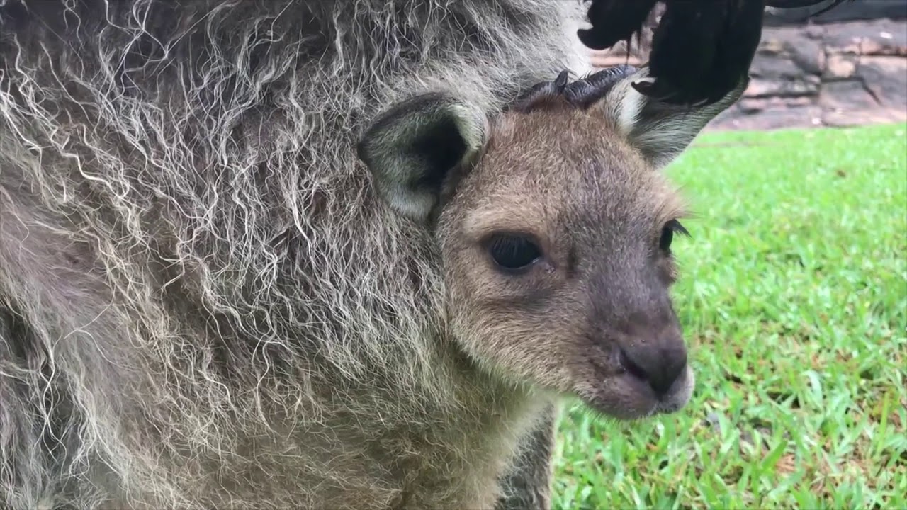 video phone beyonce mp3 MEET OUR KANGAROO JOEYS