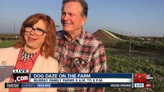 Dog Dazes of fun this weekend at Murray Family Farms