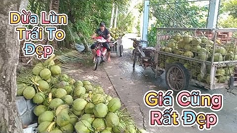 Nay hái dừa xiêm lùn lùn .trái to đẹp giá cũng đẹp .lúc gom dừa rất cực #quocduavlog 