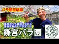 【プロの技】篠宮バラ園さんへ遊びに行って来ました！(._.)
