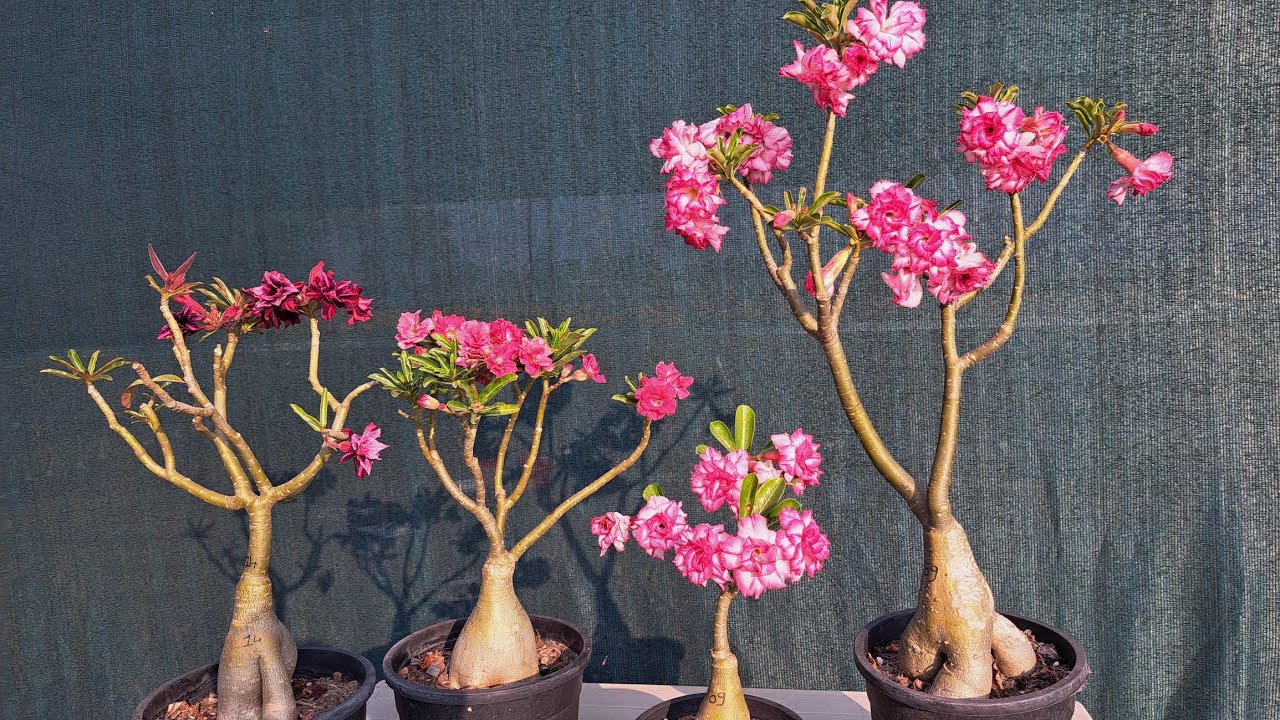 Buy Grafted adenium , Multipetal Rosy Adenium ❇️ Adenium Online 🌸🏵️