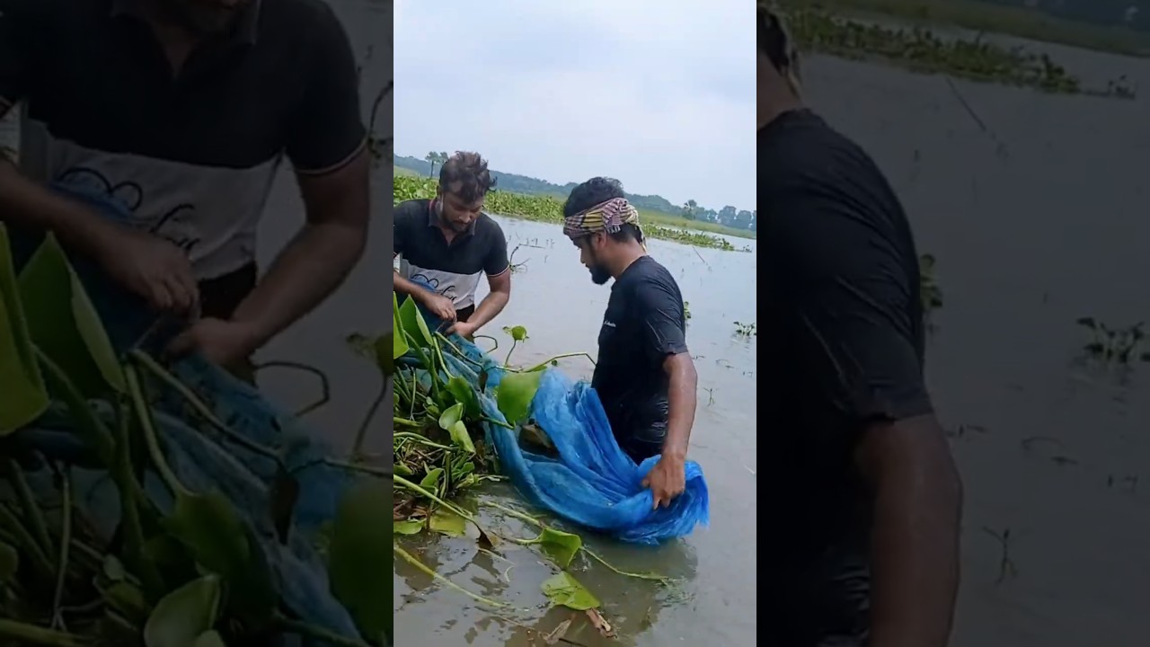 Amazing Rivers Net Fishing 01.  