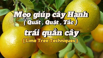 EP 53 : Mẹo làm cây nhanh ra trái , bí quyết giúp cây Hạnh( Quất, Quật ,Tắc ) 1 tháng trái quằn cây.