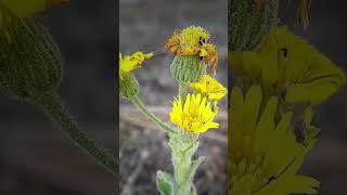 Telegraph weed Timelapse #flowers