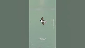 Tree Swallow in flight #swallow #treeswallows #wildlife #birdsofyoutube #birdlovers #birds #inflight