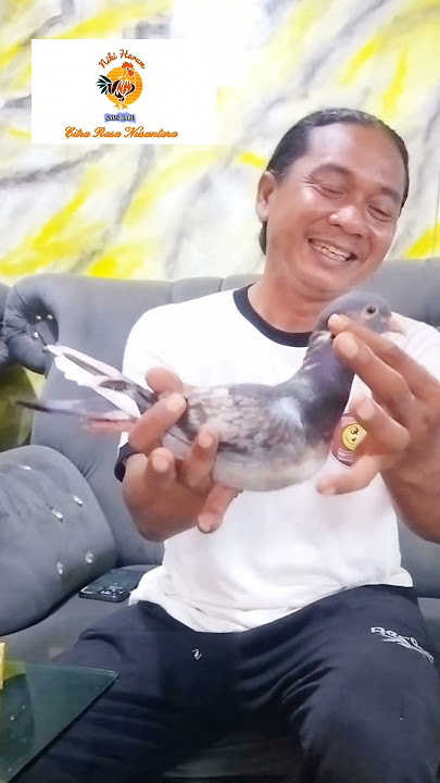 Jantan anak VIRAL X Betina Anak GLADIATOR #wbptv #merpati #wartabumipantura #wbpmedia