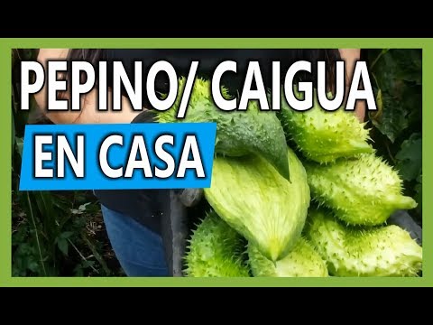 Vídeo: Cultivar xicoira en testos: cuidar la xicoira cultivada en contenidors