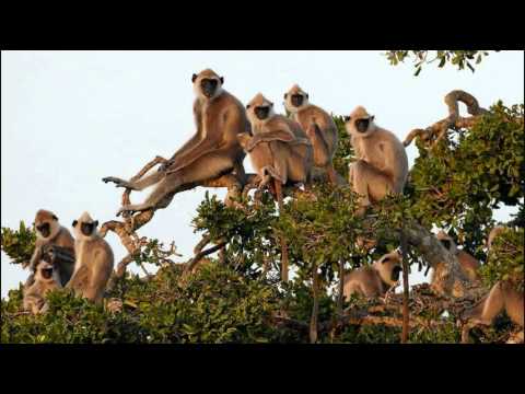 Wand conducts Koechlin - Les Bandar-log, Op. 176, after Kipling's "The Jungle Book" (1939)