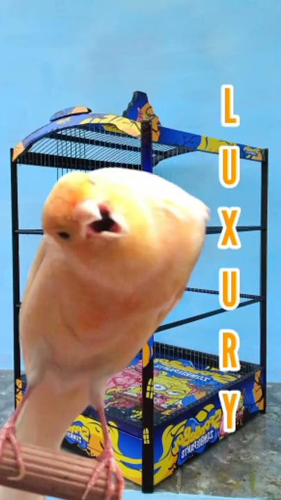 KENARI GACOR NGEROL NEMBAK | CANARY SINGING