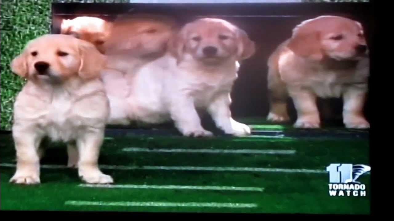 Jimmy Fallon Puppy Predictors Say Baltimore Ravens Will Win Super
