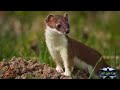 Mustela Nivalis أغرب الحيوانات شبيه الفأر السرعوب أو العرس هذا خلق الله سبحان الله