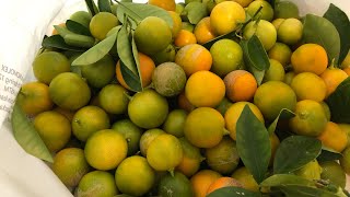 Calamansi (lime) harvesting at our backyard