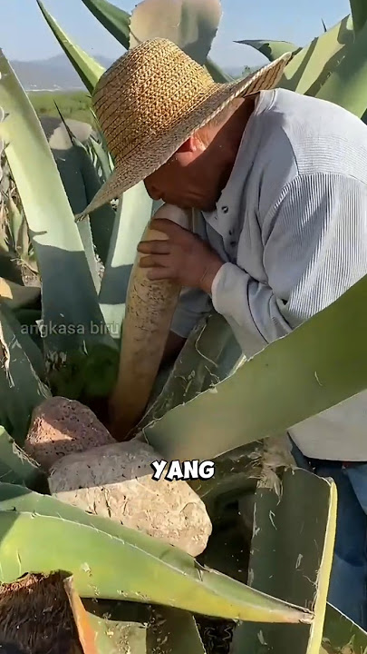 Suck the Sweet Liquid of this Plant, Agave Holds Hidden Secrets. #uniquefacts #agave #viralshorts