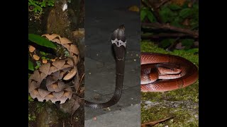 【公路上有蛇】 巧遇毒蛇：眼鏡蛇、百步蛇、龜殼花...的精彩夜間生態之旅！