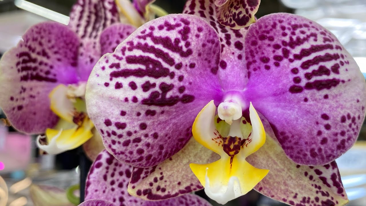 Обзор орхидей Леруа Мерлен Екатеринбург пер. Базовый 45 - YouTube