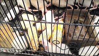 Perbedaan Tikus Mencit Dan Ratt Hanya Di Ukuran Kah