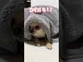 チワワが出てくる５秒前【うちのわんこ】 #shorts #うちのわんこ #チワワ