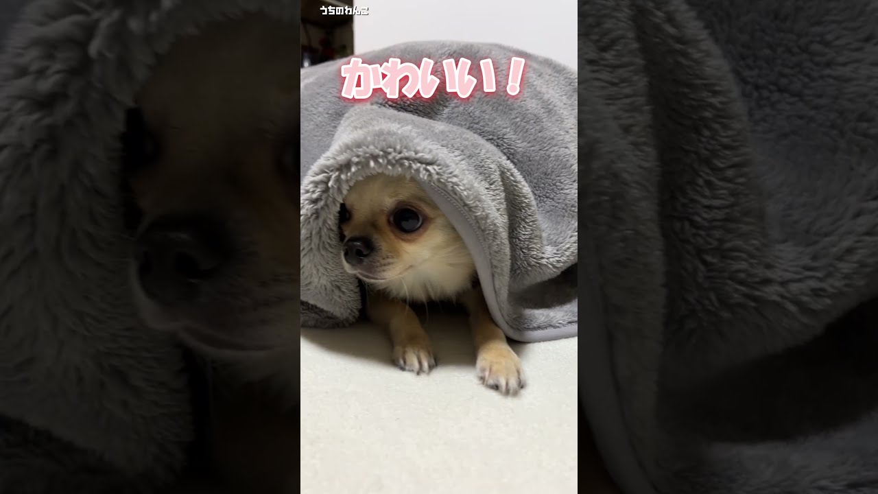 チワワが出てくる５秒前【うちのわんこ】 #shorts #うちのわんこ #チワワ