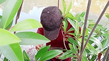 Đặt lợp Ba khía ở cà mau. Dính thấy mà ham#hộingộmiềntâytv