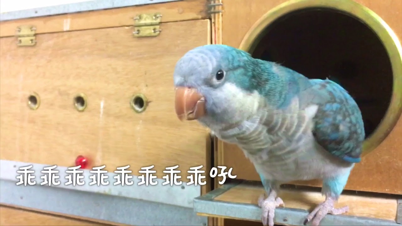和尚鸚鵡| 說話| 賣萌時間| 乖乖撒嬌理毛| Quaker parrot - YouTube