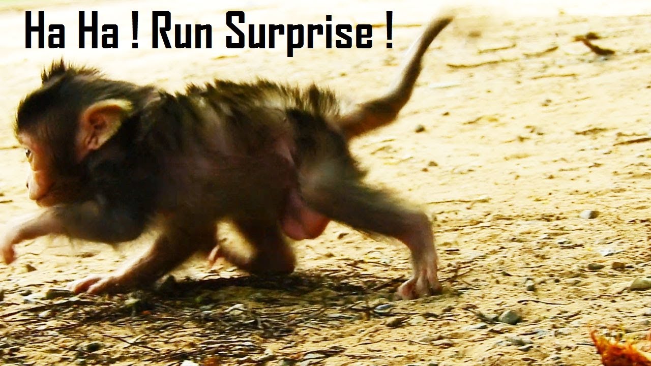 foundry GO GO AHEAD, Lizza Runing Surprise Leading Mummy Go Ahead Very Talented