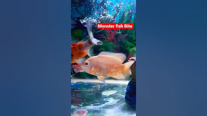 Oscar Bite my Goldfish😱 #oscarfish #goldfish #viral #monsterfish #aquarium