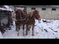 Коні Ваговози. В гостях у Дядька Павла.Коні на Продаж.Коні Тернопільщини🐴🐴🐴