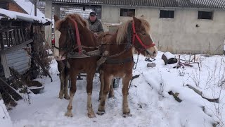 Коні Ваговози. В гостях у Дядька Павла.Коні на Продаж.Коні Тернопільщини🐴🐴🐴