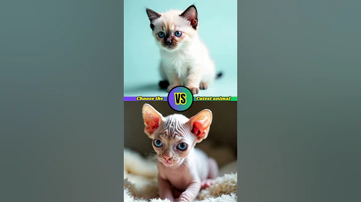 Watch the video about Cutest Baby Animal Face Off 🐾 Siamese Kitten vs Sphynx Kitten!