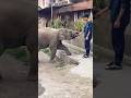 elephant viral video 🤣 #funny #funnyvideo