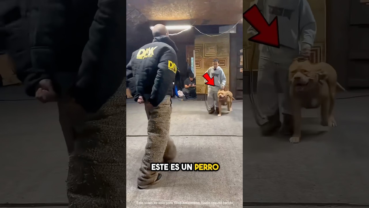 Perro Militar Muestra sus Habilidades 🤯(explicada)