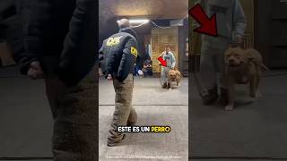 Perro Militar Muestra Sus Habilidades Explicada