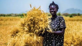 Top 10 Highest Wheat Producing Countries in the world 2020