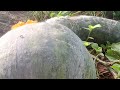 aqui sabe plantar abóbora assista