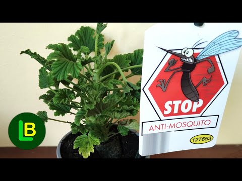 Video: Koje biljke odbijaju pčelinje komarce?