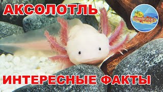 Как Выглядит Аксолотль В Реальной Жизни Фото