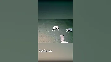 Волки напали на овцу и пытаются утащить.