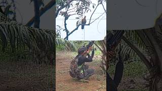 Download Lagu MENGINTAI BURUNG PUNAI DI BALIK POHON SAWIT #berburupunai #senapanbocap #videoviral MP3