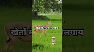 #nilgai