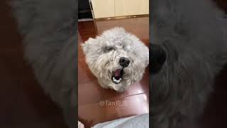 Have you ever seen a dog that says 'ah'?😂😂😂 by Pet Parents Club 1 view 5 months ago 1 minute, 7 seconds