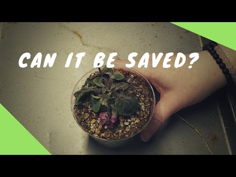 Video: Ska afrikanska violer vara döda?