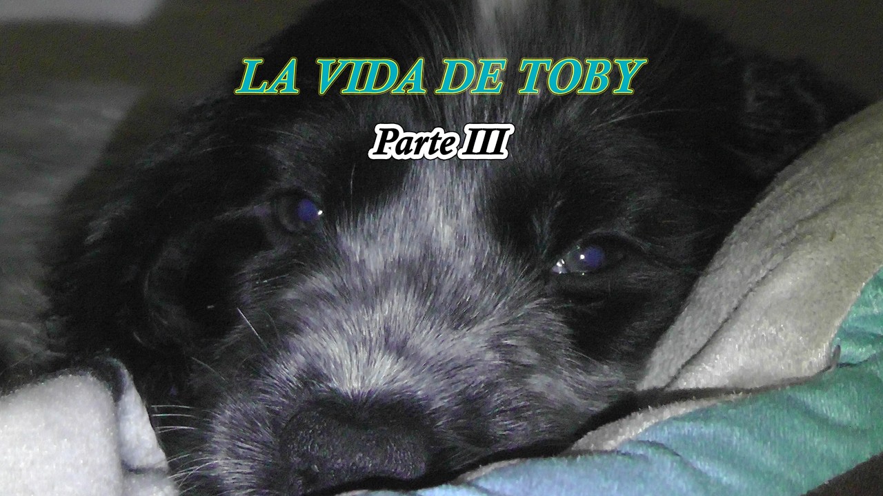 [In Memoriam] Toby | La vida de un perro extraordinario 💔 [Parte III de ...